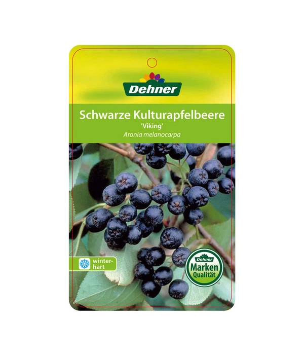 Apfelbeere, Aronia 'Viking' 6 Apfelbeere, Aronia 'Viking' – Bild 4
