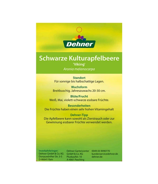 Apfelbeere, Aronia 'Viking' 7 Apfelbeere, Aronia 'Viking' – Bild 5