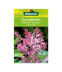 Zwerg-Duftflieder 'Tinkerbelle' -Biohort || LECHUZA Verkaufsgeschäft 00000000 Syringa meyerii Tinkerbelle 2016 1