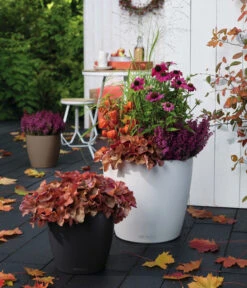 LECHUZA® CLASSICO Color, All-in-One-Set -Biohort || LECHUZA Verkaufsgeschäft 1495936 1495811 1495977 WE MO 005 ClassicoColorMuskatSchiefergrauWeiss