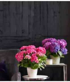 Hortensie - Hydrangea Macrophylla 'Curly Wurly' -Biohort || LECHUZA Verkaufsgeschäft 20180525 PR MO 003 HortensienCurly