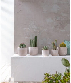 Agave 'Cuba' - Agave, Verschiedene Sorten -Biohort || LECHUZA Verkaufsgeschäft 20190301 PR MO 001 Kakteen und Succulenten 01