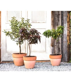 Zwergpfirsich 'Amber Pix Zee' -Biohort || LECHUZA Verkaufsgeschäft 20190626 WE MO 002 ZwergundSaeulenobst GC10 2020 1