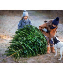 Nordmann-Tanne, Ca. 200-250 Cm, Gesägt -Biohort || LECHUZA Verkaufsgeschäft 20191205 8995748 WE MO 001 Weihnachtsbaeume