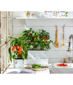 Pick-a-Tom® Cocktailtomate Mit Früchten, Rot -Biohort || LECHUZA Verkaufsgeschäft 20200604 WE MO 001 IndoorTomatePaprika 2021 GC11