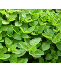 Dehner Gourmet Garten Majoran, Einjährig -Biohort || LECHUZA Verkaufsgeschäft 2782134 WE DE 001 GourmetGartenMajoranEchterMiranT12Pixabay