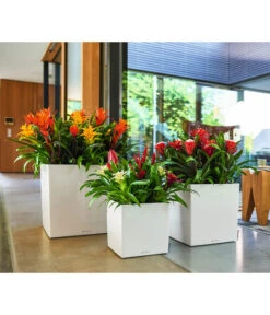 LECHUZA® CUBE, All-in-One Set -Biohort || LECHUZA Verkaufsgeschäft 2844066 WE MO 010 CubePremiumWeiss 3179850 3179538