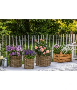 Naturzaun Haselnuss, Ca. 5 M -Biohort || LECHUZA Verkaufsgeschäft 3003936 WE MO 002 NaturzaunHaselnuss 5m