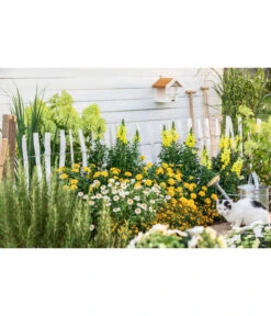 Naturzaun Haselnuss, Ca. 5 M -Biohort || LECHUZA Verkaufsgeschäft 3003936 WE MO 005 NaturzaunHaselnuss 5m