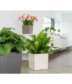 LECHUZA® CUBE, All-in-One Set -Biohort || LECHUZA Verkaufsgeschäft 3179850 PR MO 001 CubePremium30WeissLechuza