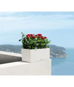 LECHUZA® Kunststoff-Kasten Balconera Cottage, Rechteckig -Biohort || LECHUZA Verkaufsgeschäft 3815180 WE MO 005 LECHUZABlumenkastenBalconeraCottage