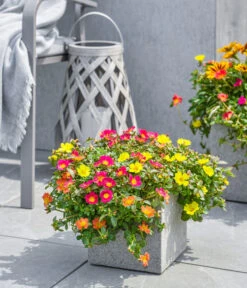 Dehner Polystone-Topf Sydney, Quadratisch, Grau -Biohort || LECHUZA Verkaufsgeschäft 3920998 3921004 4261632 WE MO 002 DehnerPolystoneTopfSydneyquadratischgrau