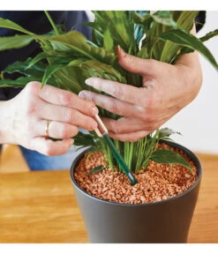 Seramis Gießanzeiger -Biohort || LECHUZA Verkaufsgeschäft 394684 WE MO 002 SeramisGiessanzeiger 394692