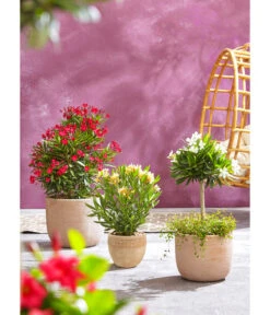 Dehner Terrakotta-Topf Neapel, Rund -Biohort || LECHUZA Verkaufsgeschäft 4057378 4057360 4057386 WE MO 001 TerrakottaTopfAntic