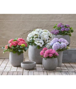 Dehner Leichtbeton-Schale Balloon Stone, Grau -Biohort || LECHUZA Verkaufsgeschäft 4058046 4058087 4057972 WE MO 004 DehnerLeichtbetonTopfPflanztopfPflanzvase