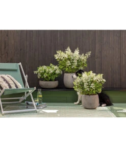 Dehner Leichtbeton-Schale Balloon Stone, Grau -Biohort || LECHUZA Verkaufsgeschäft 4058046 4058087 4057972 WE MO 006 DehnerLeichtbetonTopfBalloon