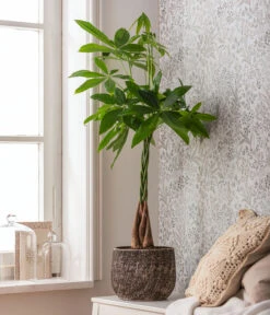 Dehner Keramik-Übertopf Stef, Rund, Braun -Biohort || LECHUZA Verkaufsgeschäft 4083325 82506059 4083325 WE MO 001 TopfStefBraunPachiraAquatica 1