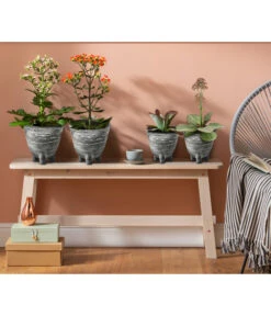 Kalanchoe - Kalanchoe Humilis 'Desert Surprise' -Biohort || LECHUZA Verkaufsgeschäft 4118931 8238719 WE MO 001 TopfKalanchoeAnthrazit