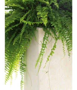 Fleur Ami Polystone-Raumteiler Divide, Rechteckig, Ca. B100/H30/T35 Cm -Biohort || LECHUZA Verkaufsgeschäft 4184016 WE DE 002 PolystRaumteil100x35x30Creme