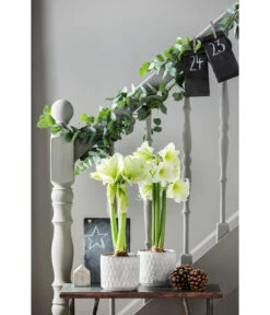 Amaryllis - Hippeastrum Hybride 'Alfresco' -Biohort || LECHUZA Verkaufsgeschäft 4306726 PR MO 002 TopfAmyWeiss16
