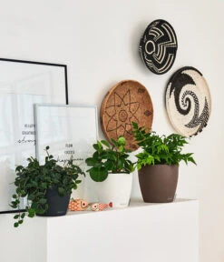 LECHUZA® CLASSICO Color, All-in-One-Set -Biohort || LECHUZA Verkaufsgeschäft 4309712 PR FS 001 ClassicoColorWeissMuskatSchiefergrau