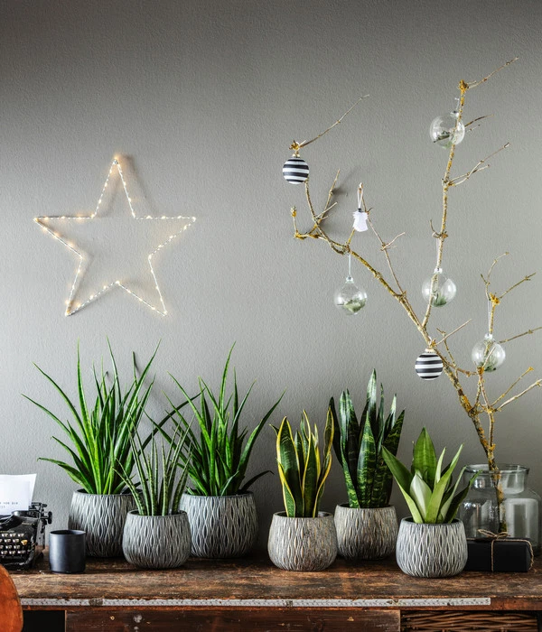 Bogenhanf - Sansevieria Zeylanica 4 Bogenhanf - Sansevieria Zeylanica – Bild 2