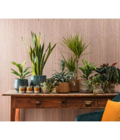 Dehner Keramik-Jardiniere Thies, Oval, Gelb, Ca. B26/H25/T12 Cm -Biohort || LECHUZA Verkaufsgeschäft 4440152 WE MO 001 TopfElsaKorbPapetteTopfThies 409883