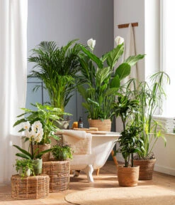 Zypergras - Cyperus Glaber -Biohort || LECHUZA Verkaufsgeschäft 4440343 4439022 4438990 WE MO 002 IgmarBraun