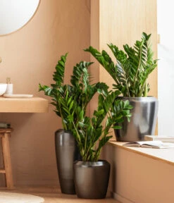 Dehner Keramik-Vase Lissabon Mit LECHUZA® Bewässerungssystem, Konisch -Biohort || LECHUZA Verkaufsgeschäft 4448833 WE MO 001 LissbonKeramik Content