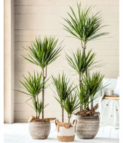 Dehner Seegras-Korb Ida, Rund -Biohort || LECHUZA Verkaufsgeschäft 4452520 8221749 8510695 8221368 WE MO 001 DracaenaTopfLanaBraunKorbIda2021GC02