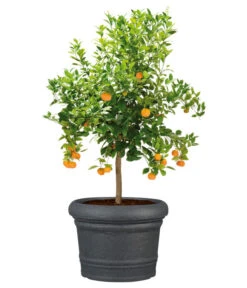 Scheurich Kunststoff-Topf Venice, Rund, Ca. Ø60/H44,5 Cm -Biohort || LECHUZA Verkaufsgeschäft 4498416 WE FS 003 ScheurichKunststoffTopfVenicerund