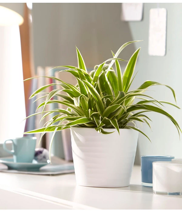 Grünlilie - Chlorophytum Comosum 'Ocean' 5 Grünlilie - Chlorophytum Comosum 'Ocean' – Bild 3