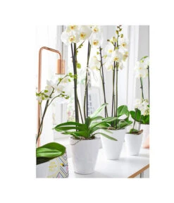 Dehner Keramik-Übertopf Stone, Konisch, Weiß, Ca. Ø14 Cm -Biohort || LECHUZA Verkaufsgeschäft 5266416 5163936 5356142 PR MO 001 KeramikOrchideentopfWeiss