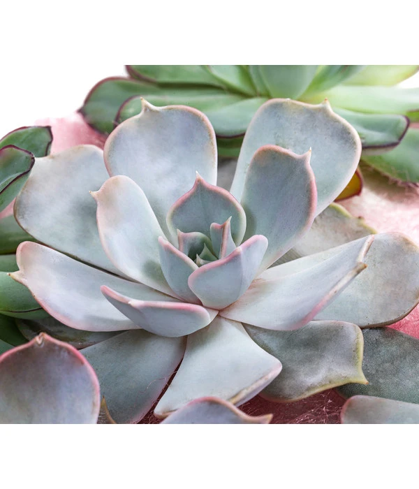 Echeverien-Set - Echeveria, 5-teilig, Verschiedene Sorten 4 Echeverien-Set - Echeveria, 5-teilig, Verschiedene Sorten – Bild 2