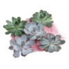 Echeverien-Set - Echeveria, 5-teilig, Verschiedene Sorten 2 Echeverien-Set - Echeveria, 5-teilig, Verschiedene Sorten -Biohort || LECHUZA Verkaufsgeschäft 6115653 WE FS 001 EcheveriaO Wurz 5erSet