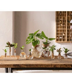 Waterplant Balsamapfel Im Kugelglas - Clusia Rosea 'Princess', Mit LED 8 Waterplant Balsamapfel Im Kugelglas - Clusia Rosea 'Princess', Mit LED -Biohort || LECHUZA Verkaufsgeschäft 6125066 WE MO 001 WaterPlants 1