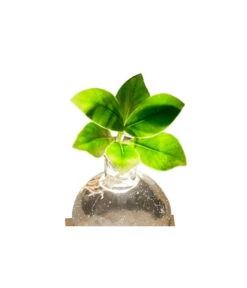 Waterplant Balsamapfel Im Kugelglas - Clusia Rosea 'Princess', Mit LED 9 Waterplant Balsamapfel Im Kugelglas - Clusia Rosea 'Princess', Mit LED -Biohort || LECHUZA Verkaufsgeschäft 6125074 WE DE 001 WaterPlantlusia7cmmitLicht