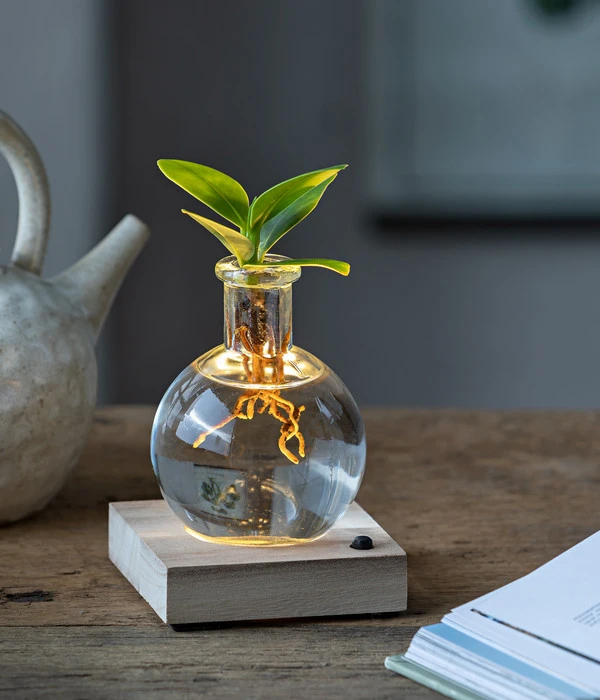 Waterplant Balsamapfel Im Kugelglas - Clusia Rosea 'Princess', Mit LED 4 Waterplant Balsamapfel Im Kugelglas - Clusia Rosea 'Princess', Mit LED – Bild 2