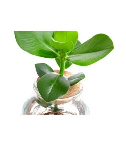 Waterplant Balsamapfel Im Kugelglas - Clusia Rosea 'Princess', Ca. 30 Cm -Biohort || LECHUZA Verkaufsgeschäft 6125082 WE DE 001 WaterPlantsClusia12cm