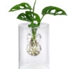 Waterplant Fensterblatt Im Glas - Monstera Adansonii, Ca. 30 Cm -Biohort || LECHUZA Verkaufsgeschäft 6188163 WE FS 001 WaterPlantGlasvaseMonstera