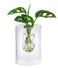 Waterplant Fensterblatt Im Glas - Monstera Adansonii, Ca. 30 Cm