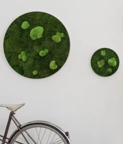 StyleGREEN Bild Aus Wald- Und Kugelmoos, Kreisförmig, Ca. Ø80 Cm -Biohort || LECHUZA Verkaufsgeschäft 6429781 WE MO 001 Wald KugelmoosbildD80cm