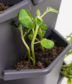 Gusta Garden Kartoffelturm Paul Potato Starter 3 Etagen, Ca. B44/H50/T44 Cm -Biohort || LECHUZA Verkaufsgeschäft 6626931 WE DE 001 PaulPotatoStarterMiniHochbeet