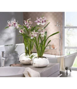 Scheurich Keramik-Übertopf Mirror Silver, Oval, Silber, Ca. B29/H14/T23 Cm -Biohort || LECHUZA Verkaufsgeschäft 6642029 PR MO 001 OrchideentopfMirrorSilber