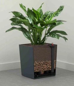 Siena Garden Kunststoff-Topf Biron, Eckig, Ca. B40/H41,5/T40 Cm -Biohort || LECHUZA Verkaufsgeschäft 6655336 WE DE 002 PflanzgefaessBironGraphit