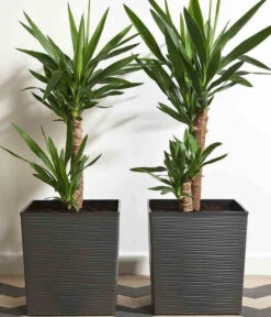 Siena Garden Kunststoff-Topf Biron, Eckig, Ca. B40/H41,5/T40 Cm -Biohort || LECHUZA Verkaufsgeschäft 6655336 WE MO 002 PflanzgefaessBironGraphit