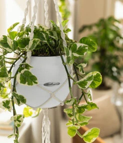 LECHUZA® PURO Color, All-in-One-Set, Inkl. Makramee-Aufhängung -Biohort || LECHUZA Verkaufsgeschäft 6695415 WE MO 001 PuroColorMakrameeSetWeiss