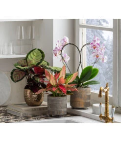 Dehner Beton-Übertopf Nola, Rund, Grau-kupfer -Biohort || LECHUZA Verkaufsgeschäft 6732499 6732929 6784912 WE MO 001 TopfNolaGold