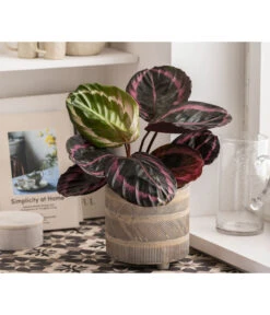 Dehner Beton-Übertopf Nola, Rund, Grau-kupfer -Biohort || LECHUZA Verkaufsgeschäft 6732499 WE MO 004 TopfNolaGold