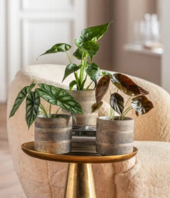 Dehner Beton-Übertopf Nola, Rund, Grau-kupfer -Biohort || LECHUZA Verkaufsgeschäft 6732515 WE MO 001 GlamourPaketNola